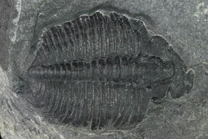 Elrathia Trilobite Molt Fossil - Utah - House Range #140128